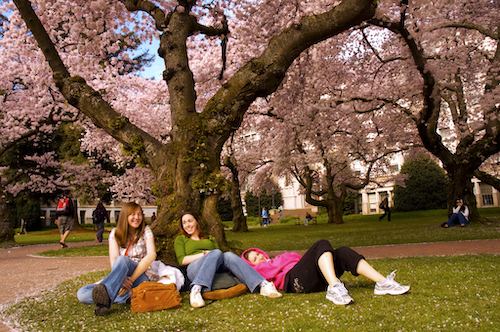 Three students sitting in the grass at the base of a blooming cherry blossom tree.
