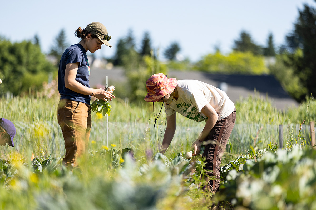 Students working at UW Farm in Summer